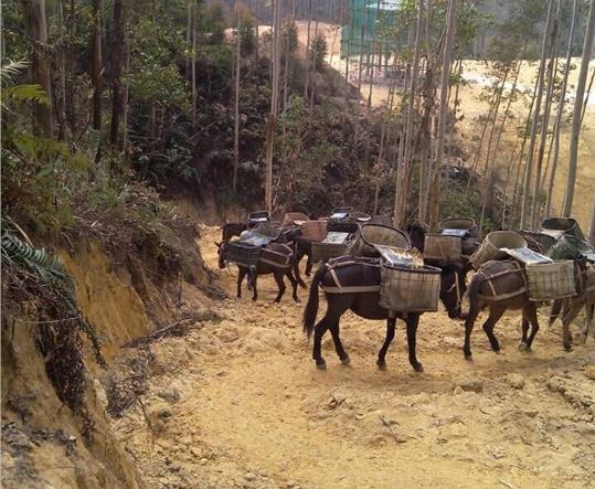 南沙区马帮山路运输