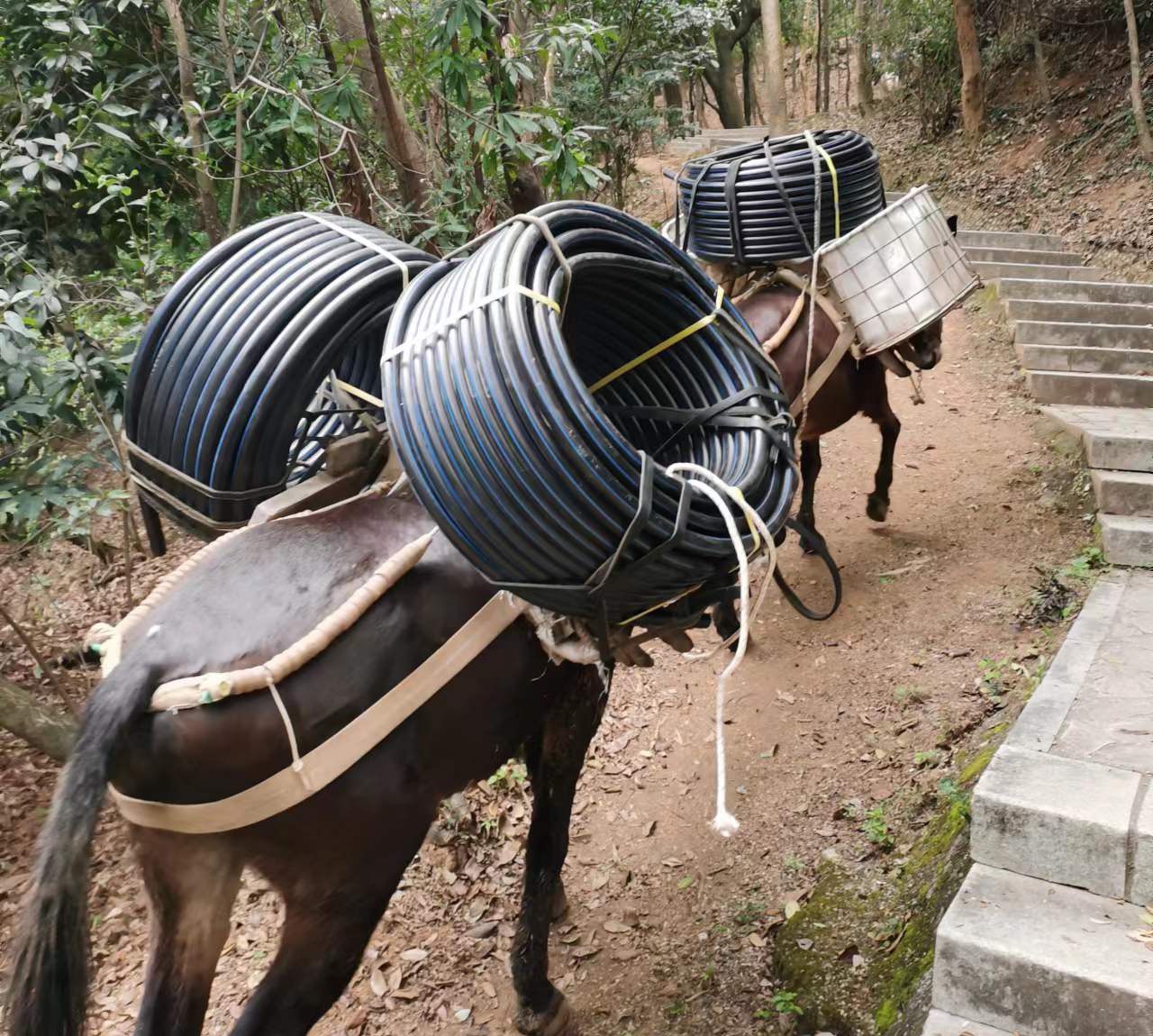 南沙区马帮运输