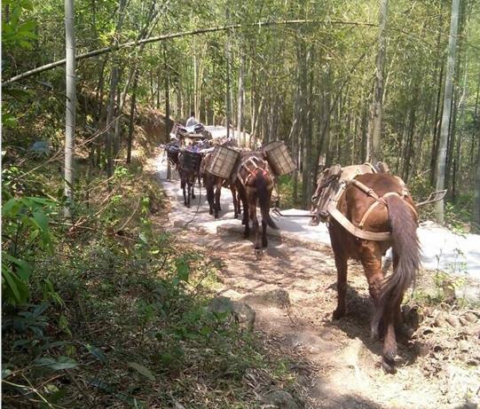 南沙区马帮运输电话