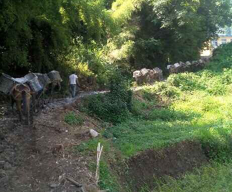 南沙区马帮运输队