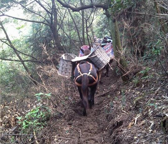 南沙区马帮运输公司