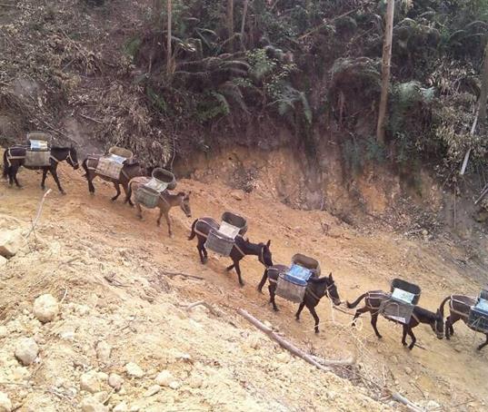 南沙区山路马帮运输