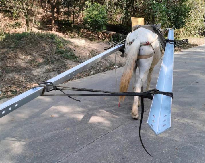 南沙区马队搬运