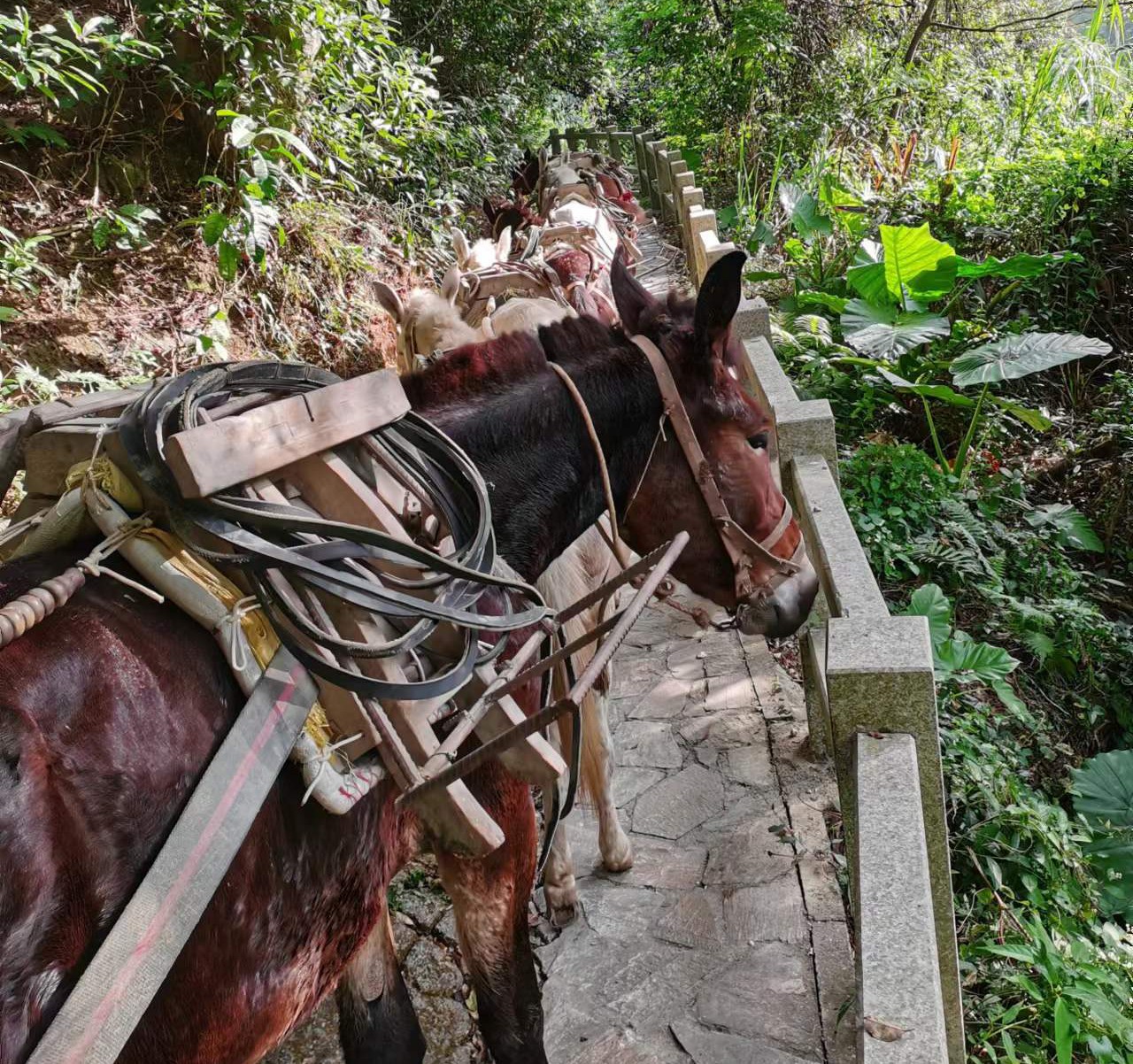 南沙区马队运输