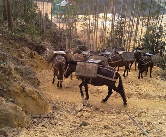 南沙区山区马队运输