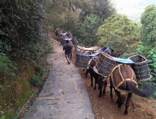 南沙区骡马运输电话