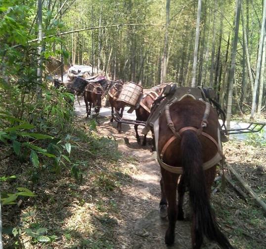 南沙区骡马运输公司