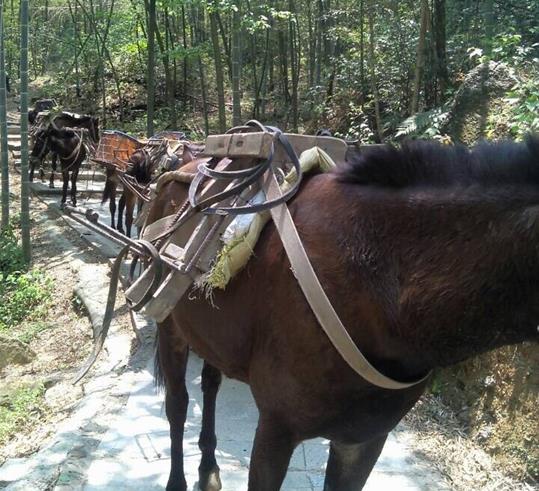 南沙区山路骡马运输