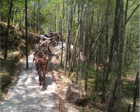 南沙区山区骡马运输