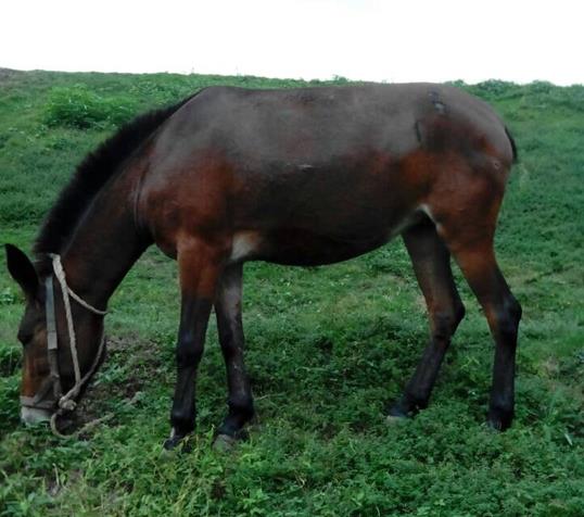 南沙区骡马搬运