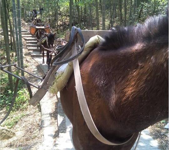 南沙区骡马队运输