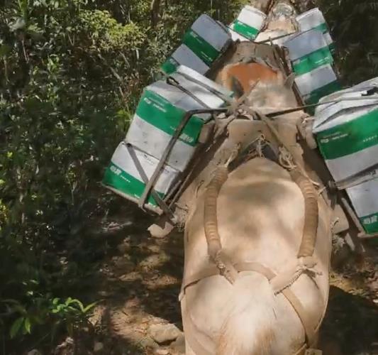 南沙区骡马山路运输