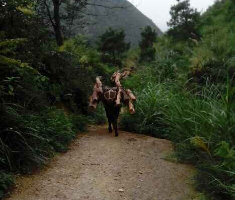 南沙区骡马运输