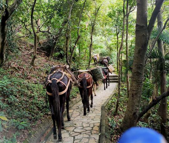 南沙区马队运输电话