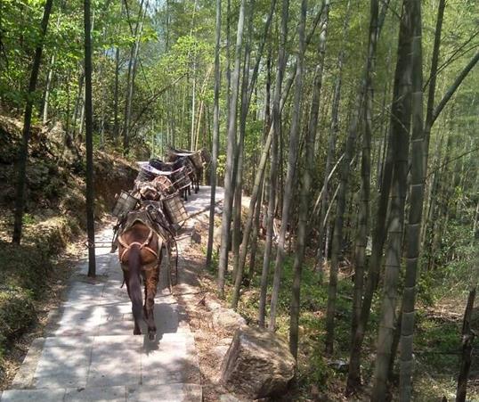 南沙区山路马队运输